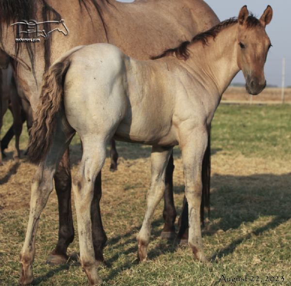 Drifting In Smoke MA's 2023 dun roan filly